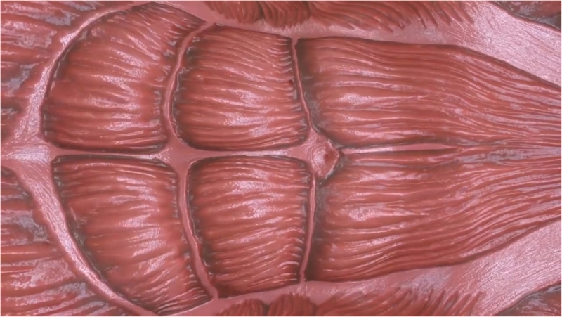 Muscle growth test - Sophia