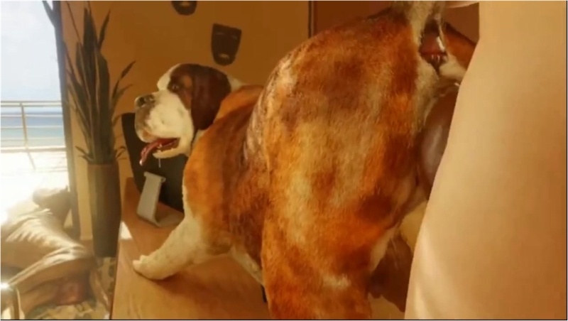 Mans best friend-Feral HMV (Reup)