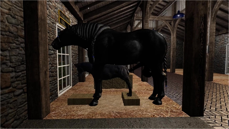 Percheron stallion mated with a female dog